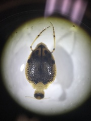 Peltodytes edentulus