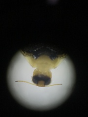 Peltodytes edentulus