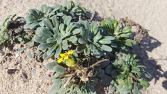 Erysimum menziesii