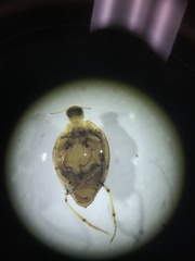 Peltodytes edentulus