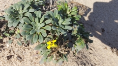 Erysimum menziesii