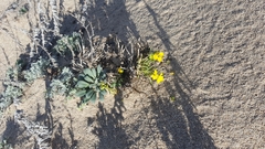 Erysimum menziesii