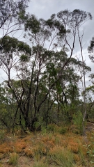 Eucalyptus viridis
