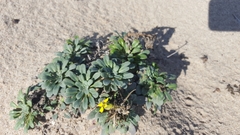 Erysimum menziesii