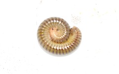 Symphyoiulus impartitus
