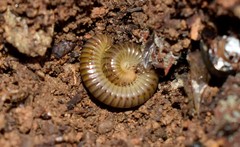 Symphyoiulus impartitus