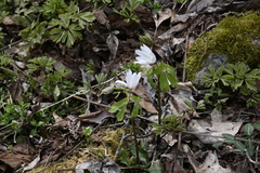 Anemonoides raddeana