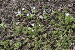 Anemonoides raddeana