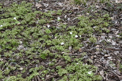 Anemonoides raddeana