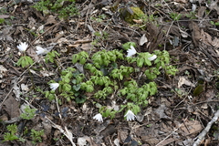 Anemonoides raddeana