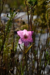 Gladiolus ornatus