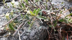 Croton argentinus