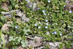 Veronica persica