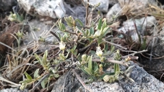 Croton argentinus