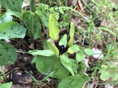 Trillium tennesseense