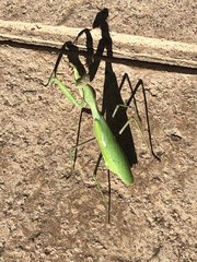 Sphodromantis viridis