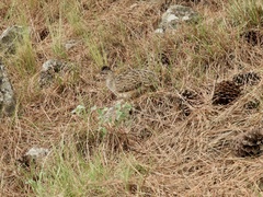 Nothoprocta pentlandii