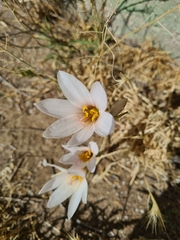 Zephyranthes jamesonii