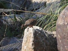 Nothoprocta pentlandii