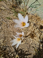 Zephyranthes jamesonii