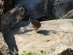 Nothoprocta pentlandii