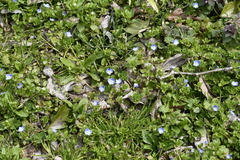 Veronica persica