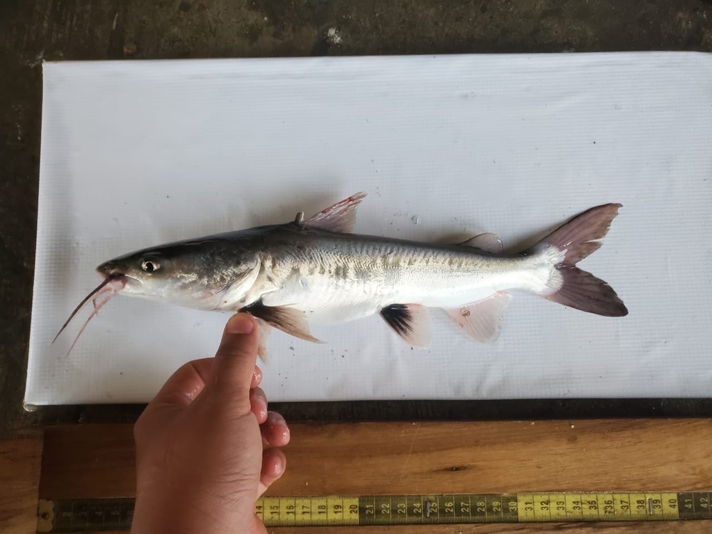 Maya Sea Catfish