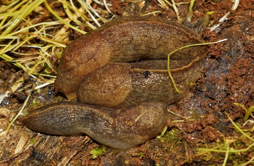Keeled Slug