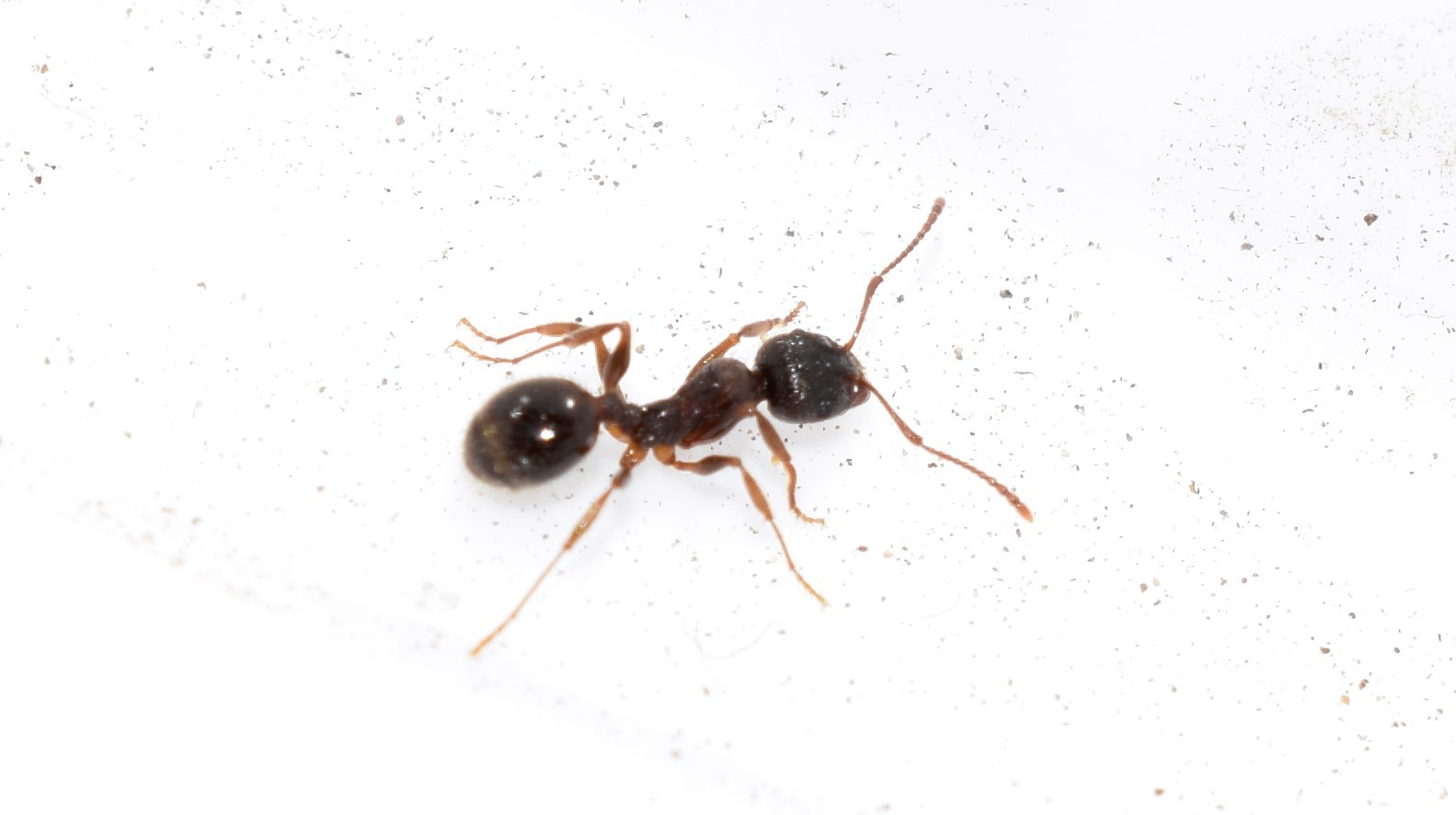 Aphaenogaster epirotes