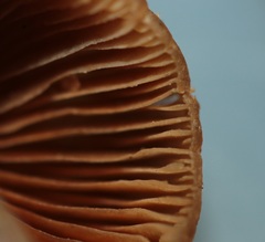 Conocybe macrocephala