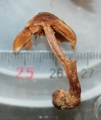 Conocybe macrocephala