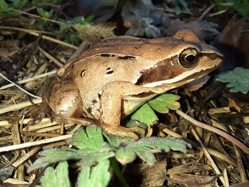 Moor Frog, photo 3 of 7