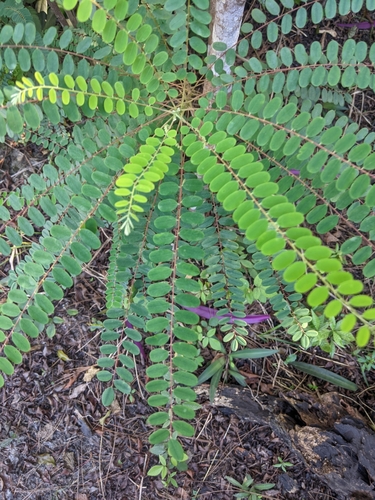 Alvaradoa amorphoides image