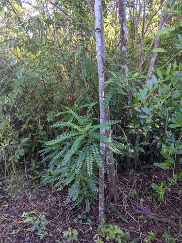 Alvaradoa amorphoides image