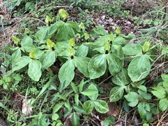 Trillium tennesseense