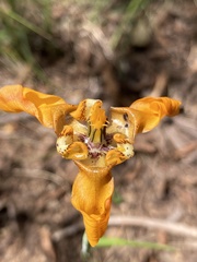 Cypella fucata