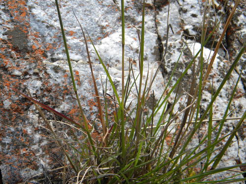 Image of Digitaria eriantha by no rights reserved