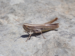 Euchorthippus chopardi