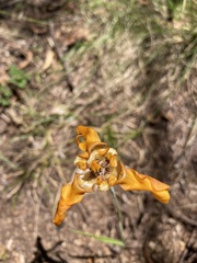 Cypella fucata
