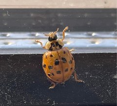 Harmonia axyridis