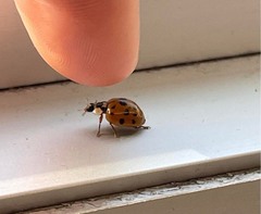 Harmonia axyridis
