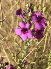 Penstemon thurberi