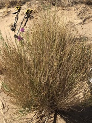 Penstemon thurberi