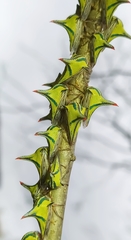 Umbonia crassicornis