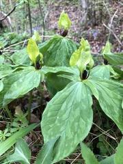 Trillium tennesseense