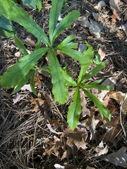 Helleborus orientalis