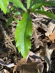Helleborus orientalis
