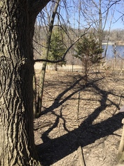 Poecile atricapillus