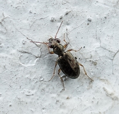 Asaphidion