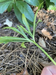 Helleborus orientalis